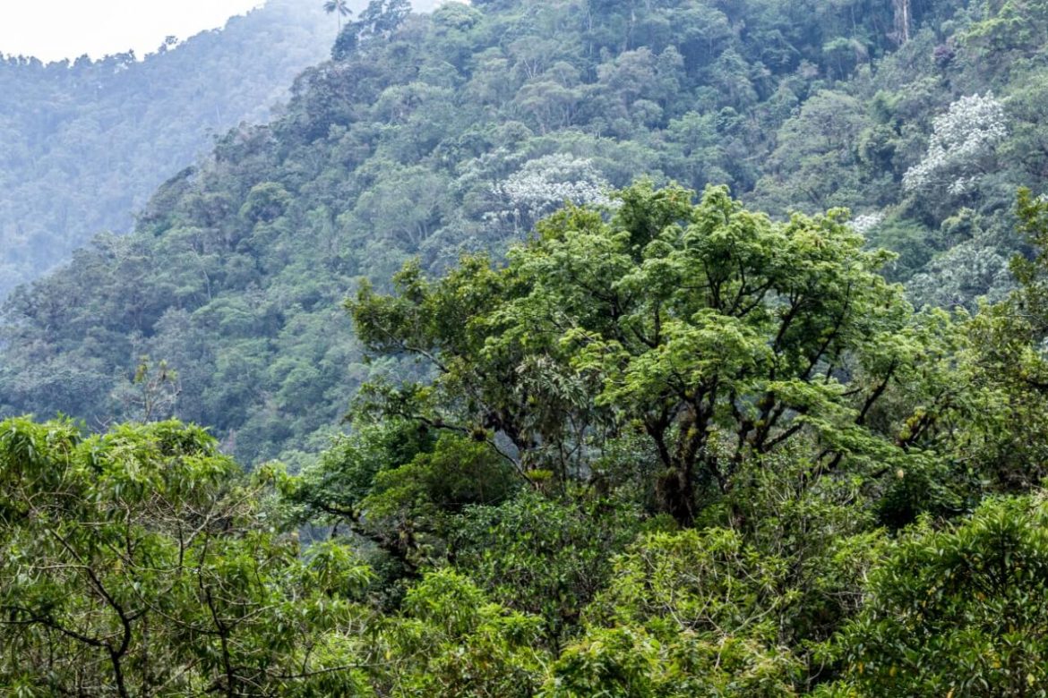 Finca La Carrasquilla